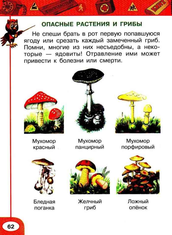 Несъедобные лесные грибы 2. Лесные опасности ядовитые грибы памятка. Ядовитые растения и грибы. Ядовитые грибы и ягоды. Ядовитые грибы окружающий мир 2.