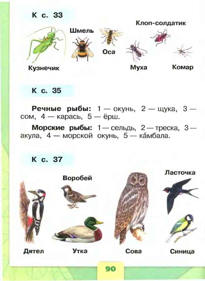 Окружающий мир 1 класс плешаков страница 24. Учебник окружающий мир 1 класс птицы Плешаков.