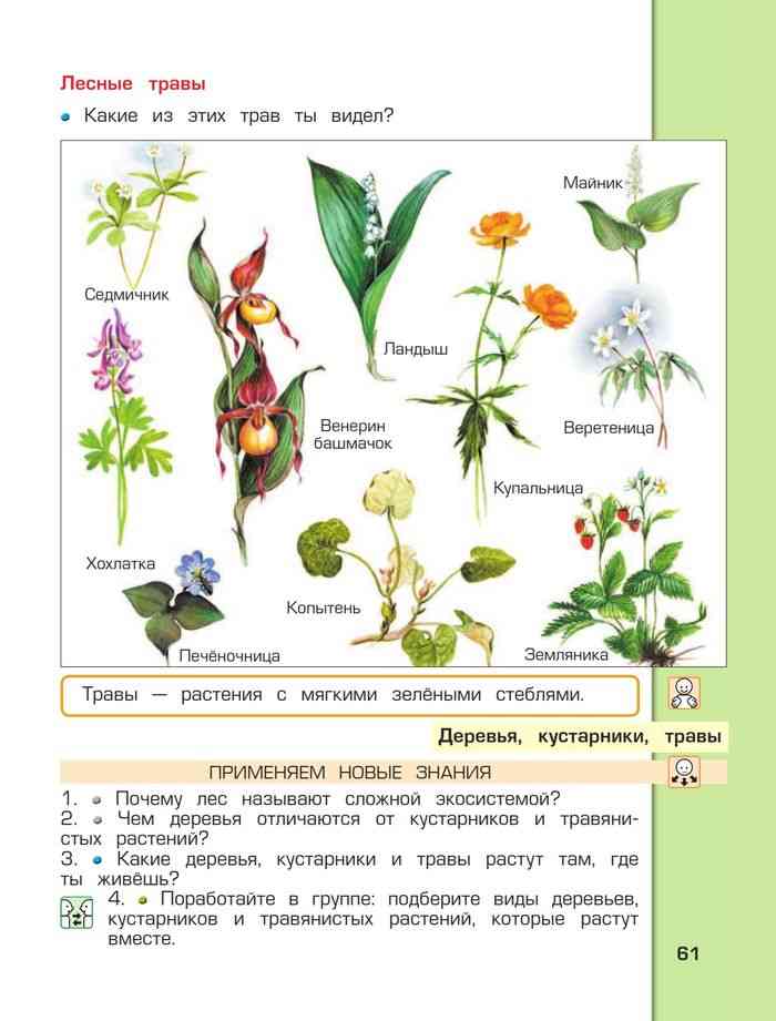 Примеры про растения. Название растений. Растения из учебника. Названия цветов растений. Окружающий мир растения.