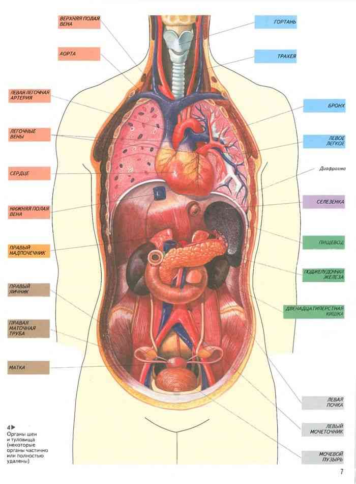 Органы человека расположение с названиями. Внутренние органы. Органы человека. Внутренние органы человека. Атлас внутренних органов человека.