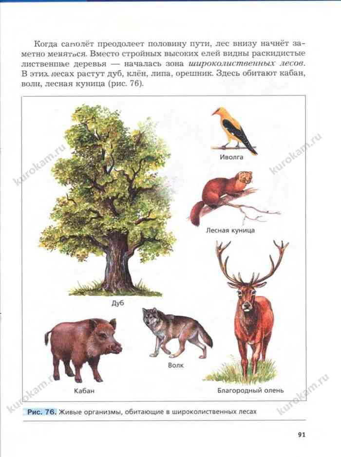 Какие организмы обитают в лесу. Живые организмы обитающие в тайге. Дуб кабан волк пищевая цепь. Биология 5 класс учебник Пономарева. Цепочка питания животных дуб кабан волк.