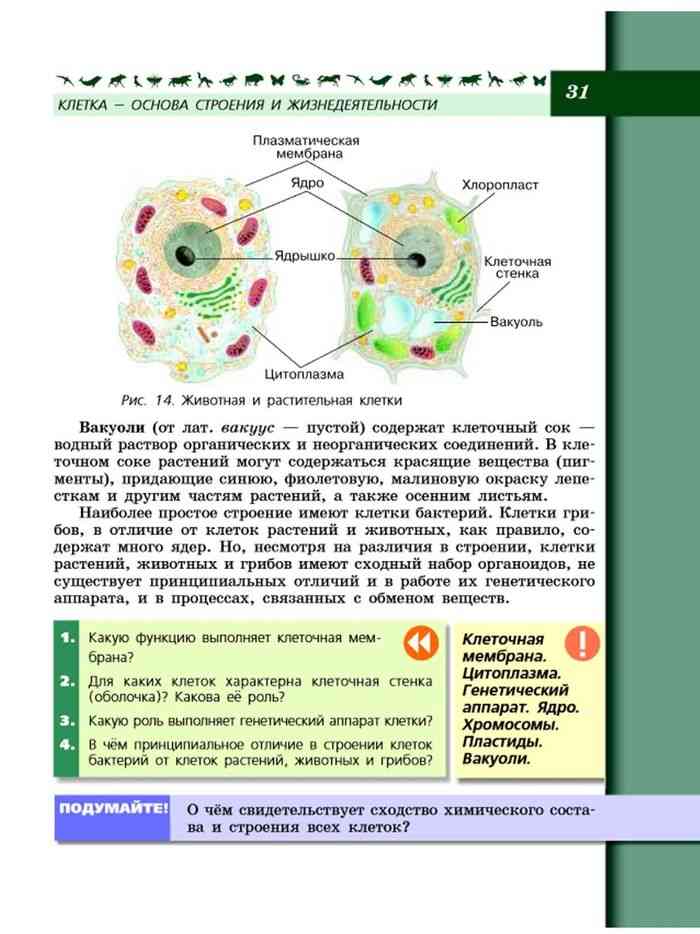 Строение и жизнедеятельность клетки животного. Строение клеток растений 5 класс биология Пасечник. Строение клетки 5 класс Пасечник по биологии. Биология 5 класс учебник клетка. Биология 5 класс учебник Пасечник строение клетки.