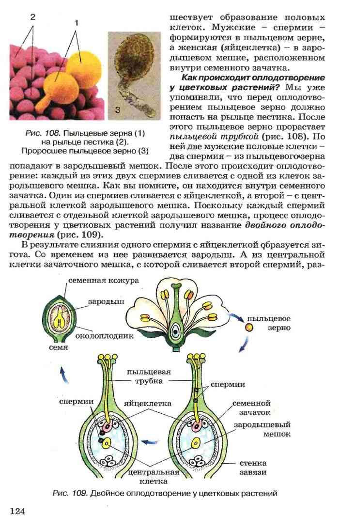 Спермий покрытосеменных растений. Пыльцевое зерно пыльцевая трубка спермии. Зародышевый мешок растений. Строение цветка зародышевый мешок. Строение спермия растения.