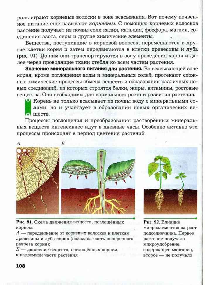 Схема продвижения веществ поглощенных корневыми волосками