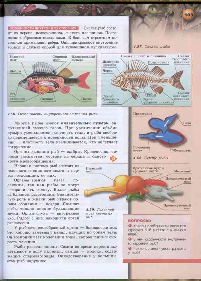 Биология 7 класс параграф рыбы