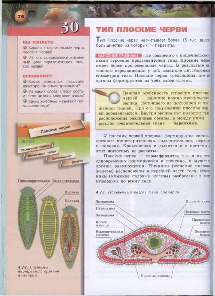 Биология 7 класс учебник Тип плоские черви. Контрольная по биологии черви