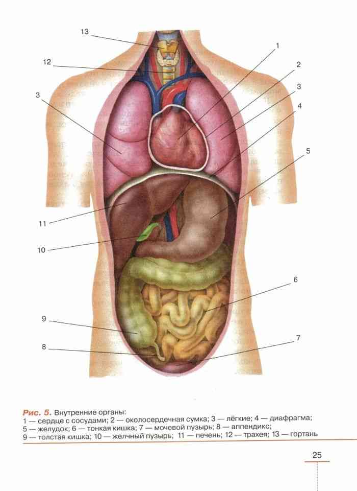 Анатомия строение организмов и органов. Внутренние органы биология 8 класс. Биология 8 класс строение внутренних органов. Строение человека биология внутреннее строение. Строение человека учебник биологии 8.