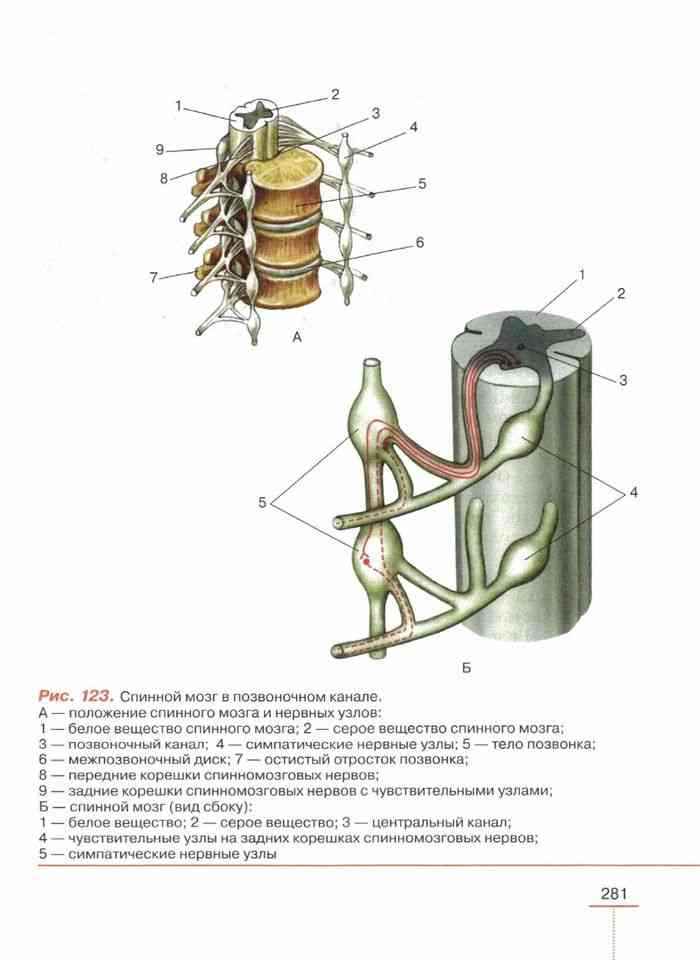 Биология 8 класс рисунок 77