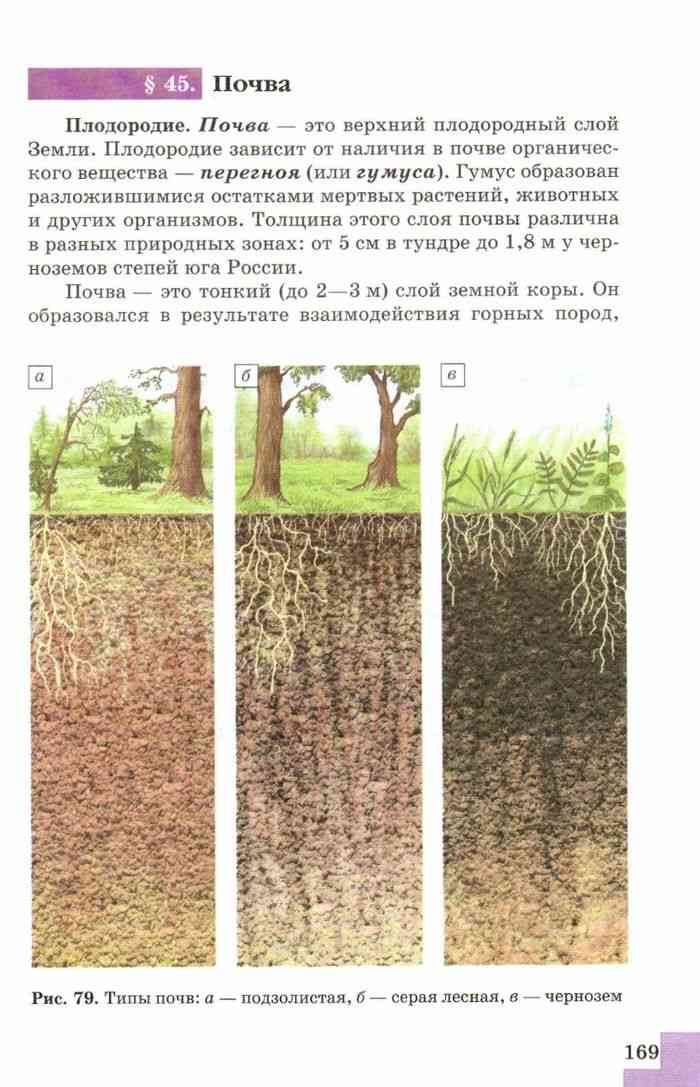 Грунт какой слой почвы. Серые Лесные почвы. Слои почвы. Плодородный почвенный слой. Толщина слоя почвы.